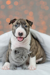 Mini bull terrier puppy lying under a blanket against the background of lights and hugging a kitten. British breed kitten funny leaned on the paws of a bull terrier