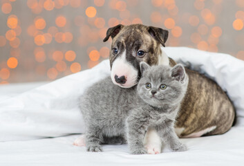 A mini bull terrier puppy sitting under a blanket against the backdrop of lights and hugging a...