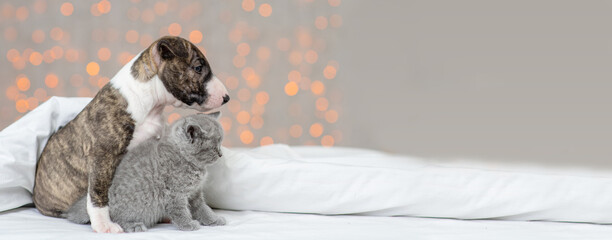 A mini bull terrier puppy sitting under a blanket against the backdrop of lights and hugging a...