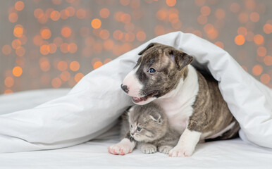 Mini bull terrier puppy lying under a blanket against the background of lights and hugging a kitten.