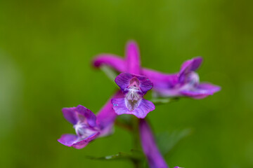 Corydalis solida flower in meadow, close up shoot	