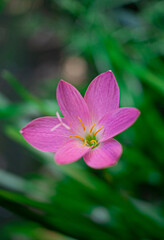 Flores, plantas, petalos, hoja, hojas, rosado, verde, naturaleza, jardin, bello, hermoso, lindo, natural, macro, primer plano, luz, primavera.