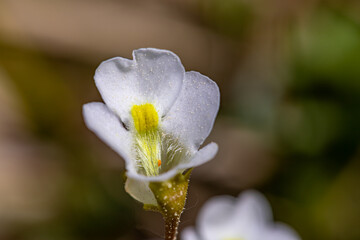 Pinguicula alpina flower growing in meadow, close up shoot