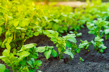 Bed with young growing green potatoes close-up at sunset