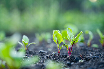 Leaves of a young growing beet close-up on a garden bed