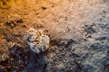 Chicken poop close -up on the floor. Bird litter on chicken farm