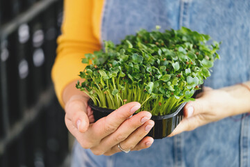 box of microgreen in Woman hands, Small business indoor vertical farm. Close-up of healthy vegetarian vitamin fresh food. Microgreens growing background with raw sprouts in female hands