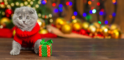 Little gray fluffy kitten sitting on the background of the Christmas tree. Preparing for christmas concept. Place for text