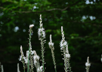 Asphodelus albus, herbaceous perennial plant at the beginning of its flowering. White flowers