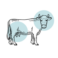 Farm animal. Cow sketch. Hand drawn. Vintage style. Vector illustration