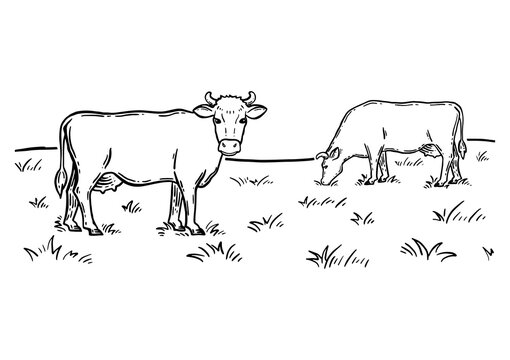 Coloring book. Rural landscape. Cows graze in the meadow. Hand drawn sketch. Vintage style. Black and white vector illustration isolated on white background.
