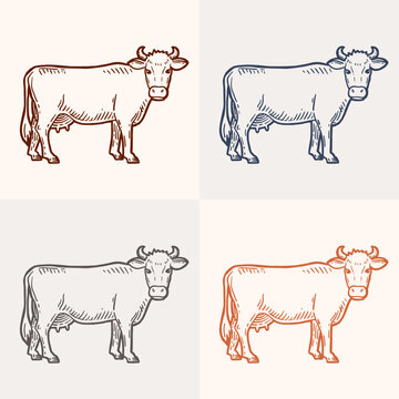Set of cows. Farm animal. Hand drawn sketch. Vintage style. Color vector illustration.