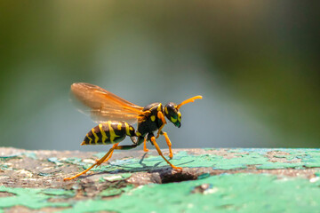 Wasp close-up. Yellow pattern on the black body of the wasp. Blurred background.