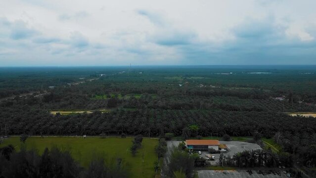 Cinematic drone footage of Oil Palm Plantation in Riau, Indonesia as the country is the world's biggest producer and consumer of the commodity, providing about half of the world's supply.