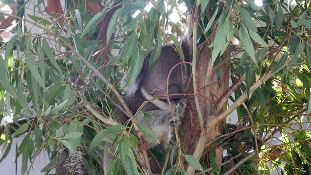 wonderful koala sleeping in a tree.