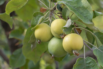 A bunch of apples in the tree. Benefits of apples