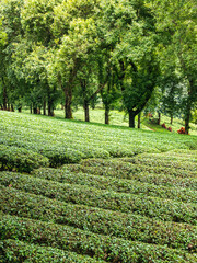 Green tea plantation in Thailand.