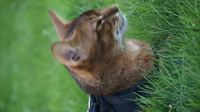 Close-up portrait of brown cute domestic abyssinian cat on green grass in a park