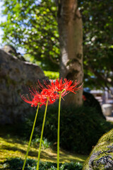 Obraz premium 彼岸花