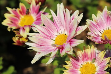 Fototapeta premium 秋の日本の公園に咲くピンクと黄色の複色のスプレーギクの花