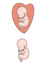 胎児のイラスト
