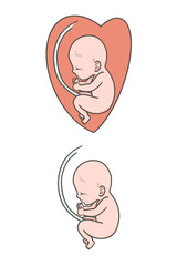 へその緒のついた胎児のイラスト