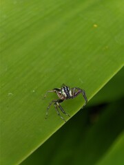 Jump spider on leaf