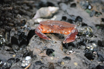 Crab by the ocean
