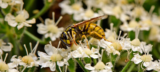 German wasp (Vespula germanica) on a hogweed (Heracleum sphondylium) // Deutsche Wespe auf Wiesen-Bärenklau 