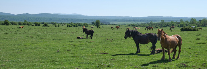 panoramic view of horses in the pastures of the Urbasa and Andia mountain ranges, Navarre, Spain