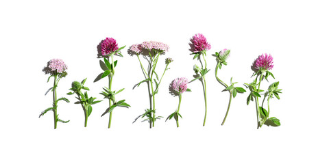 Natural summer herbs in row, set pink blossom wild flowers, field clover, yarrow, green leaves isolated on white background. Cosmetics and medical plants Summer beauty blooms plant, nature