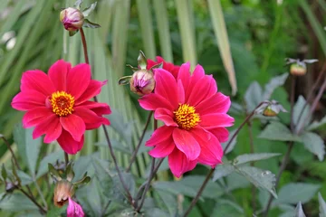  Pink dahlia 'Bishop of Canterbury' in flower. © Alexandra