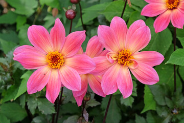 Pink Dahlia' Twyning's Revel' in flower.