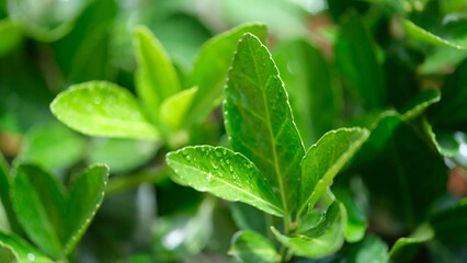 Fototapeta na wymiar Fresh green plant leaves with dew drops