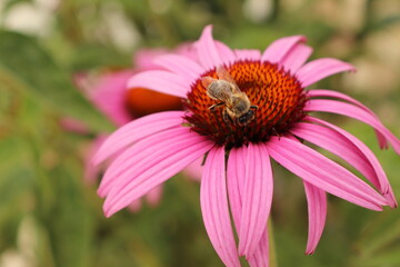 flower, nature, garden, bee, insect, echinacea, pink, summer, flowers, butterfly, plant, purple, macro, bloom, blossom, spring, flora, beauty, daisy, coneflower, petals, fly, field, pollen, yellow