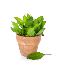 Basil leaves isolated on white background