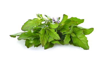 Basil leaves isolated on white background