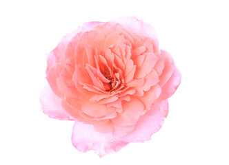 Pink rose isolated on white background