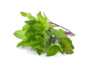 Basil leaves isolated on white background