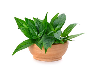 Andrographis paniculata leaves isolated on white background
