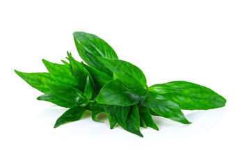 Andrographis paniculata leaves isolated on white background