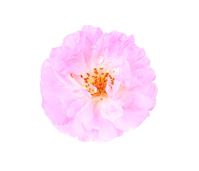 Pink rose isolated on white background