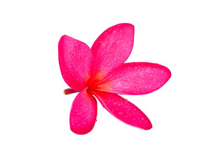 frangipani flowers isolated on white