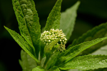 Hemp-agrimony, holy rope // Wasserdost (Eupatorium cannabinum)