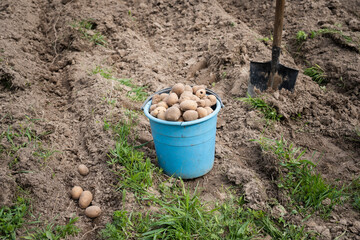 a bucket of potatoes and a shovel.