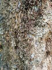 Grunge Texture. Monochrome retro grunge texture illustration. Abstract background with aged old rust.For usage of posters banners and designs.texture of concrete floor background for creation.