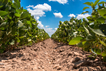 A soybean row in Arkansas