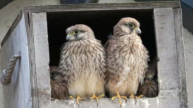 Turmfalken Junge im Nistkasten