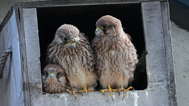 Turmfalken Junge im Nistkasten