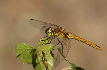A Ruddy Darter Dragonfly, Sympetrum sanguineum, perching on a leaf of a tree.